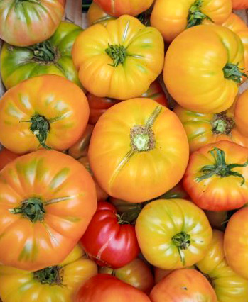 Tomates en vrac légumes de Jalle Pont